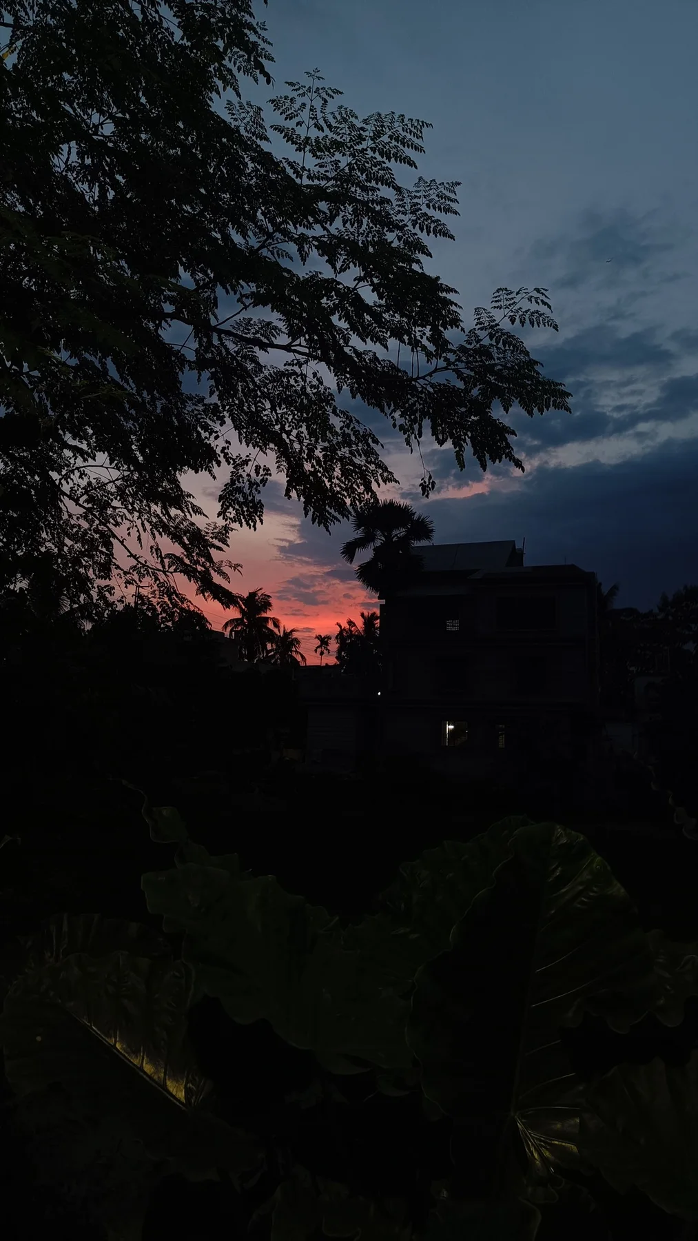 Pink sunset glowing behind dark trees and a silhouetted house